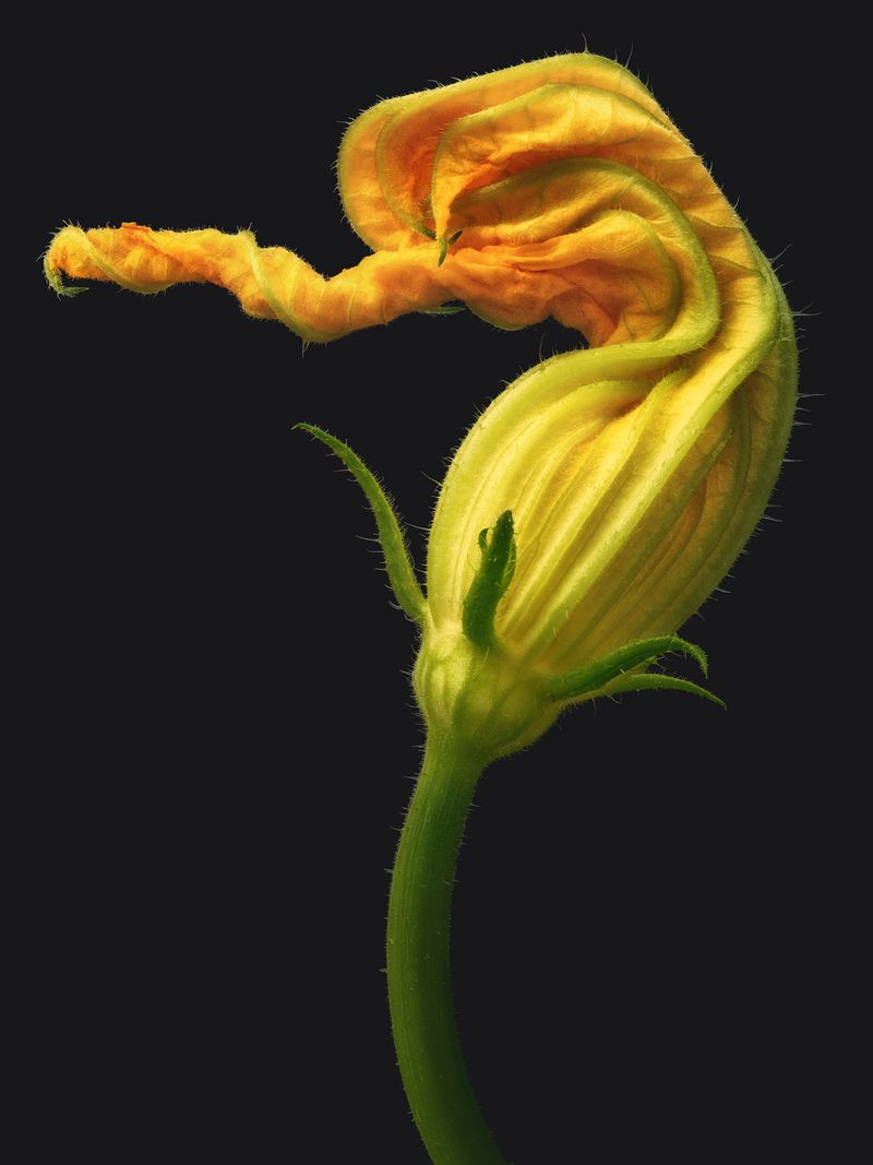 © David Hartwell - Cucurbita pepo (2023)