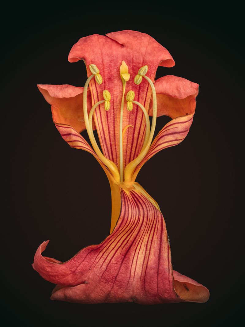 © David Hartwell - Campsis radicans (2023)