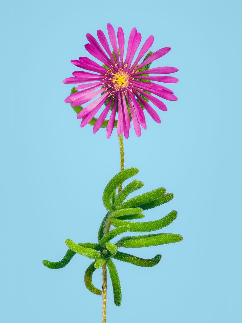 © David Hartwell - Delosperma cooperi (2023)