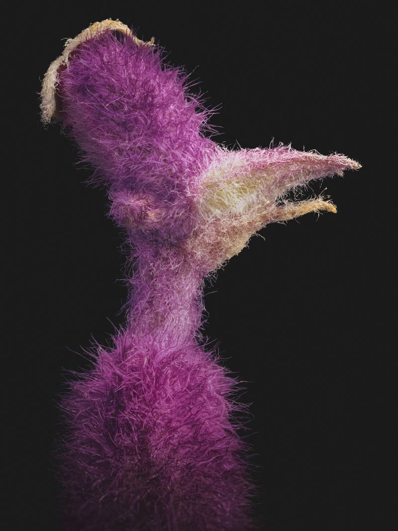 © David Hartwell - Salvia leucantha (2023)