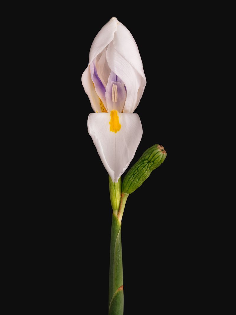 © David Hartwell - Dietes iridioides (2023)