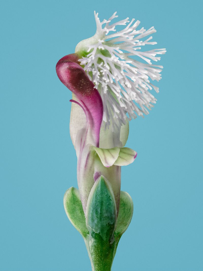 © David Hartwell - Polygala dalmaisiana (2022)