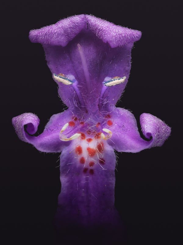 © David Hartwell - Westringia eremicola (2024)