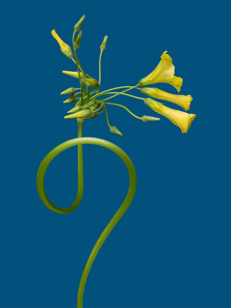 © David Hartwell - Oxalis stricta (2022)