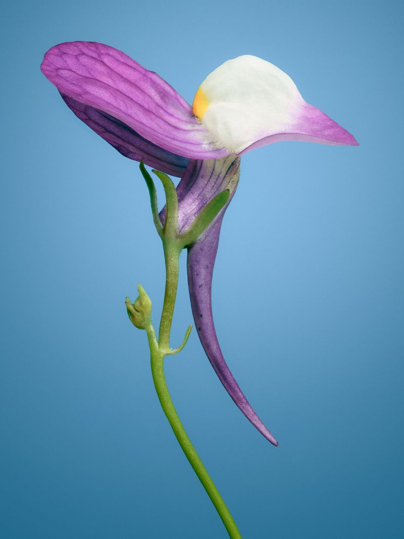 © David Hartwell - Linaria maroccana (2022)