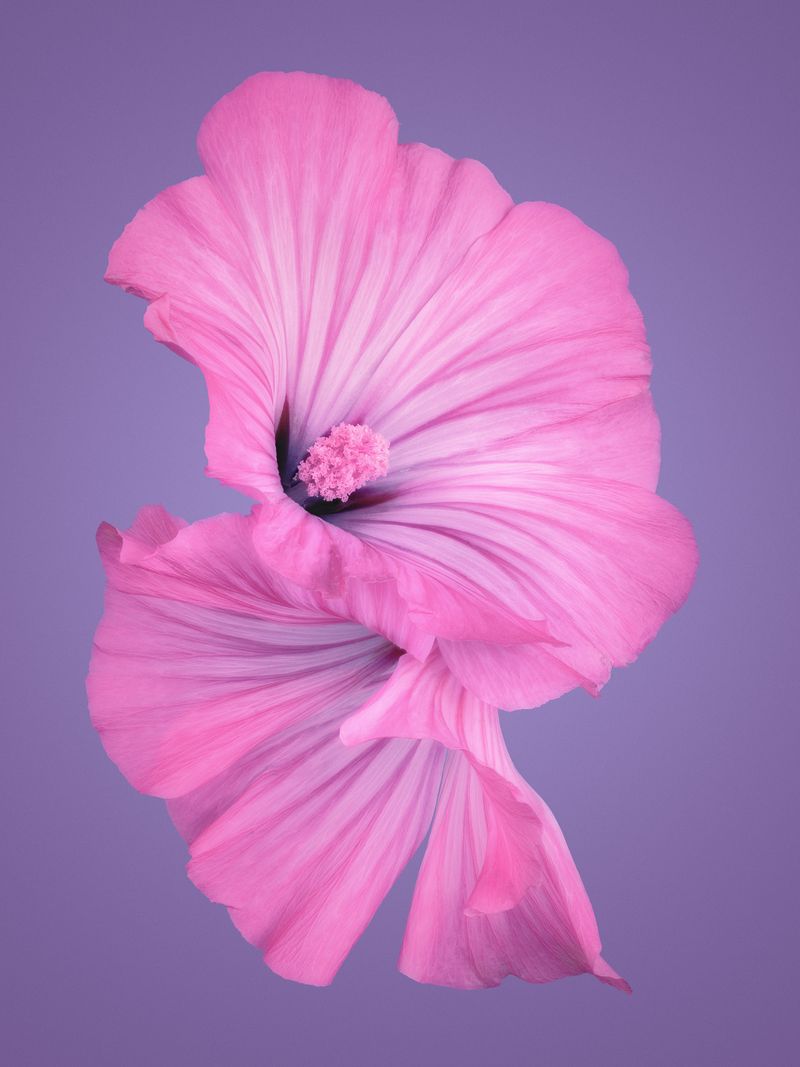 © David Hartwell - Malva alcea (2023)