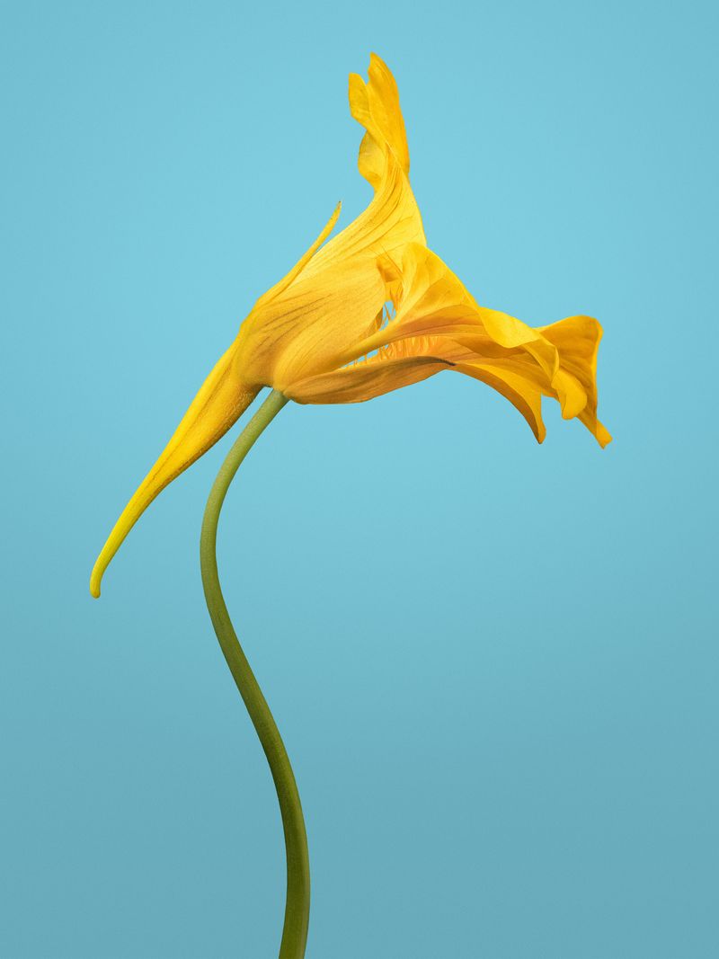 © David Hartwell - Tropaeolum majus (2023)