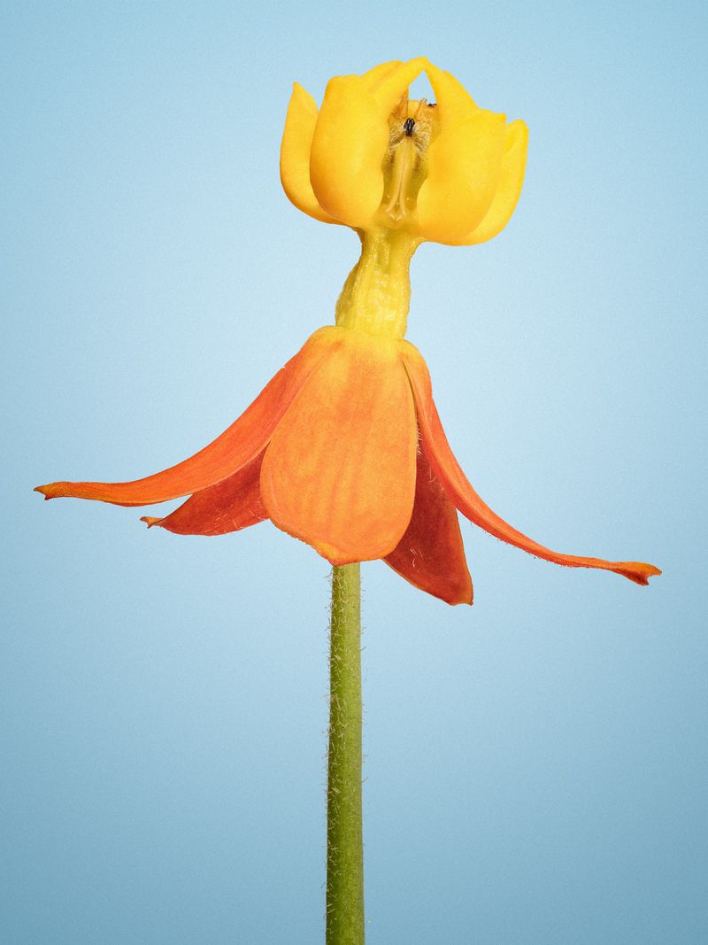 © David Hartwell - Asclepias curassivica (2022)