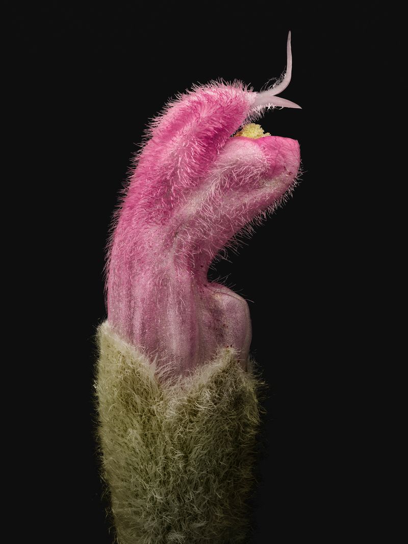 © David Hartwell - Salvia leucantha (2023)