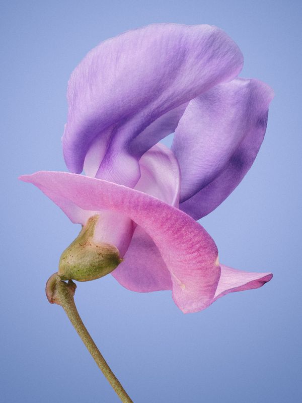 © David Hartwell - Vigna unguiculata (2022)