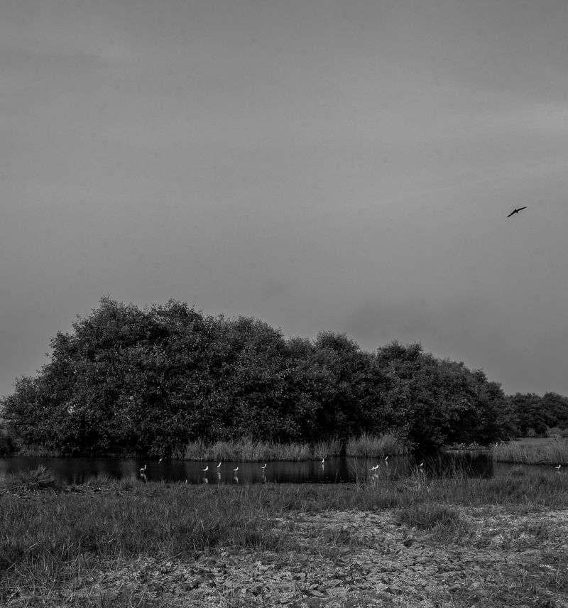 © Ofoe Amegavie - Parts of restored mangroves in Obane community.