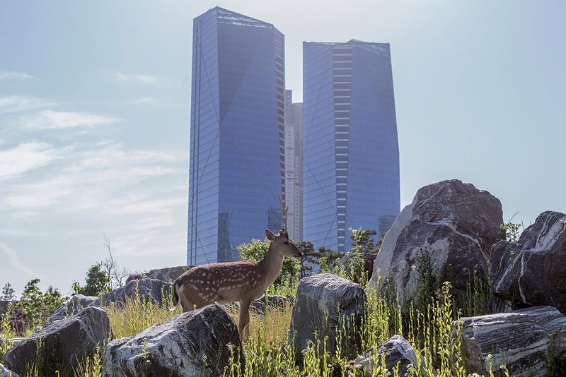 © Filippo Venturi - A fawn in Songdo International Business District.