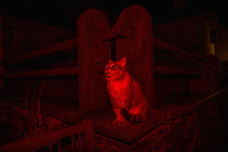 © Filippo Venturi - A cat in the central streets of the town of Viganella. Viganella, Italy, 2021.