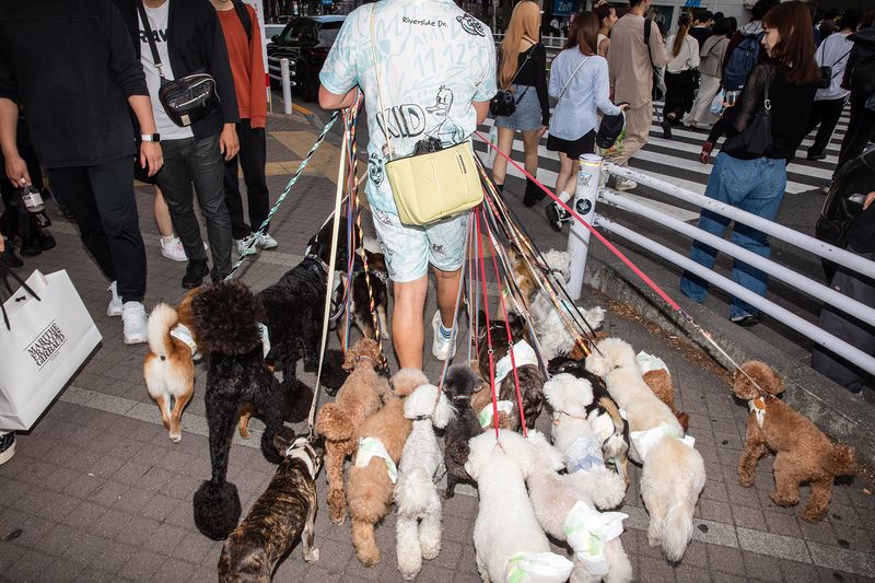 © Filippo Venturi - Dog sitter in the Shibuya district. Tokyo, Japan.