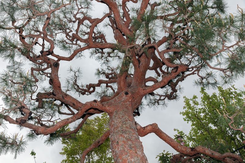 © Filippo Venturi - Tree in the shopping area near the bamboo forest in Arashiyama, Kyoto, Japan.