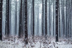Long Leaf Pines (Take my Breath Away)