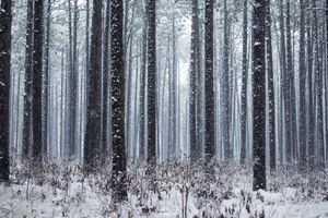 Long Leaf Pines (Take my Breath Away)