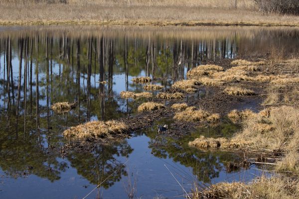 © Gioia Kuss - Image from the Long Leaf Pines (Take my Breath Away) photography project