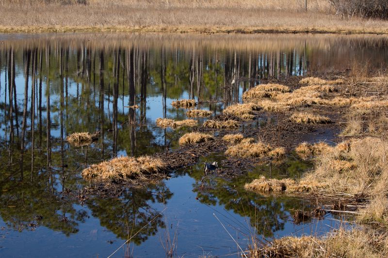 © Gioia Kuss - Image from the Long Leaf Pines (Take my Breath Away) photography project