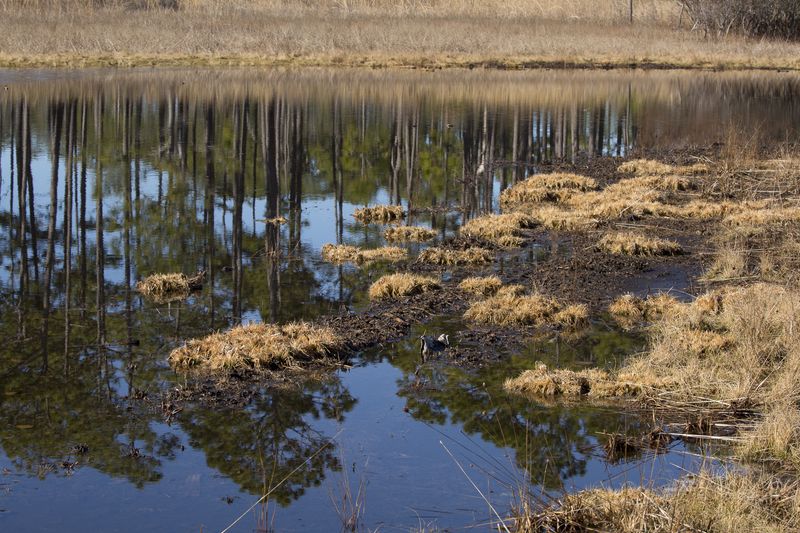 © Gioia Kuss - Image from the Long Leaf Pines (Take my Breath Away) photography project