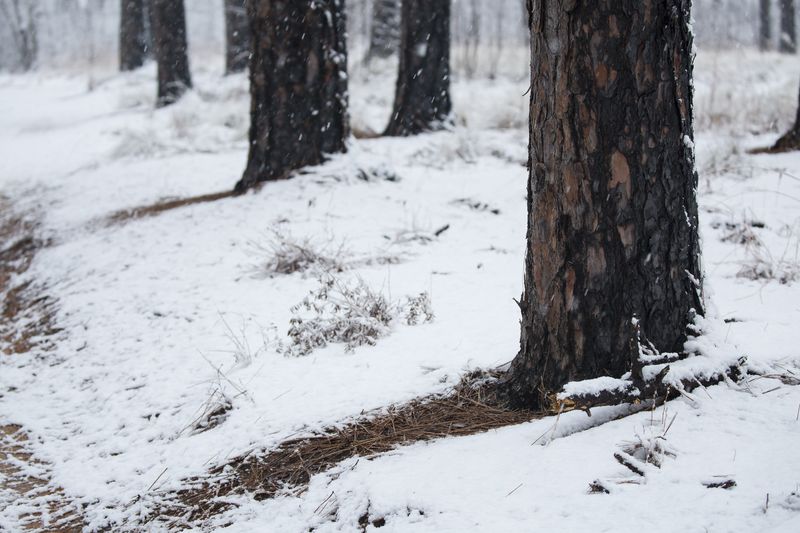 © Gioia Kuss - Image from the Long Leaf Pines (Take my Breath Away) photography project
