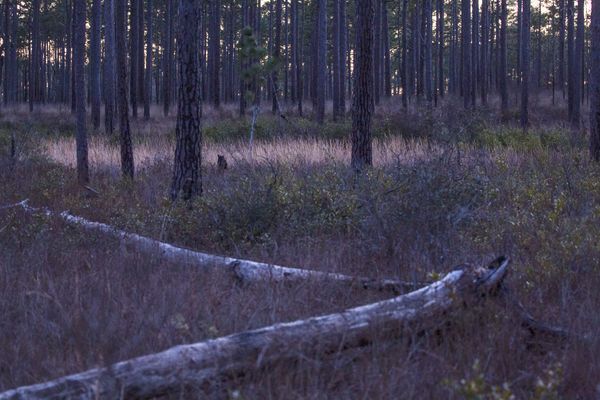 © Gioia Kuss - Image from the Long Leaf Pines (Take my Breath Away) photography project