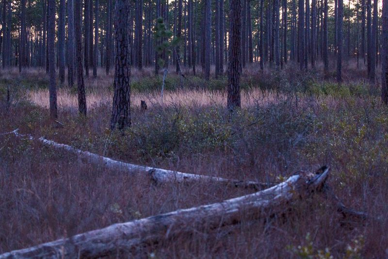 © Gioia Kuss - Image from the Long Leaf Pines (Take my Breath Away) photography project