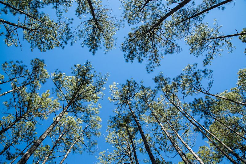 © Gioia Kuss - Image from the Long Leaf Pines (Take my Breath Away) photography project