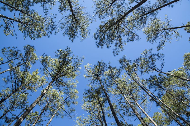 © Gioia Kuss - Image from the Long Leaf Pines (Take my Breath Away) photography project