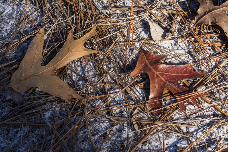 © Gioia Kuss - Image from the Long Leaf Pines (Take my Breath Away) photography project