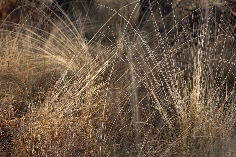 © Gioia Kuss - Image from the Long Leaf Pines (Take my Breath Away) photography project