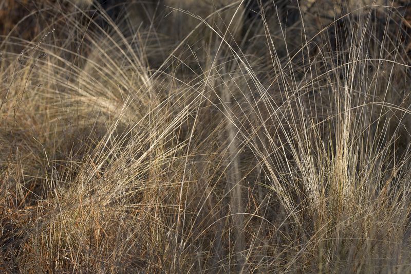 © Gioia Kuss - Image from the Long Leaf Pines (Take my Breath Away) photography project