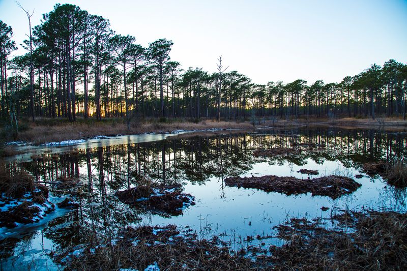 © Gioia Kuss - Image from the Long Leaf Pines (Take my Breath Away) photography project