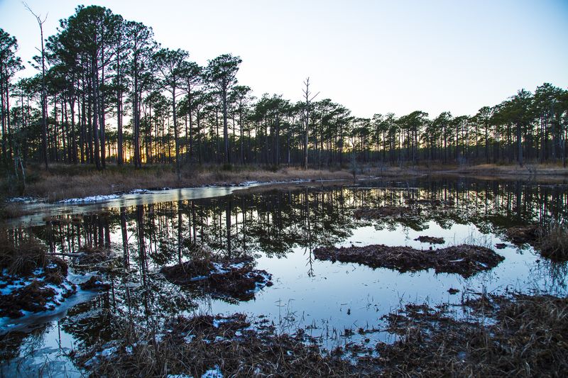 © Gioia Kuss - Image from the Long Leaf Pines (Take my Breath Away) photography project
