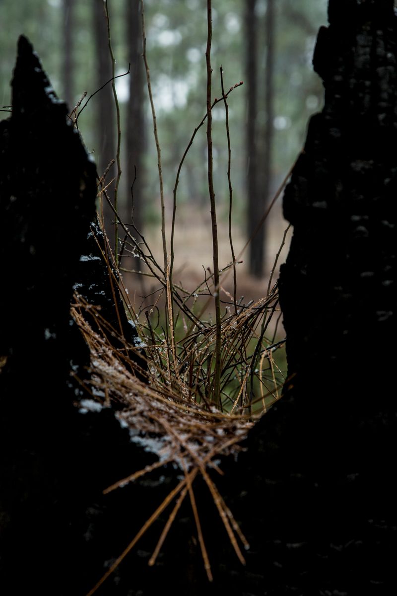 © Gioia Kuss - Image from the Long Leaf Pines (Take my Breath Away) photography project