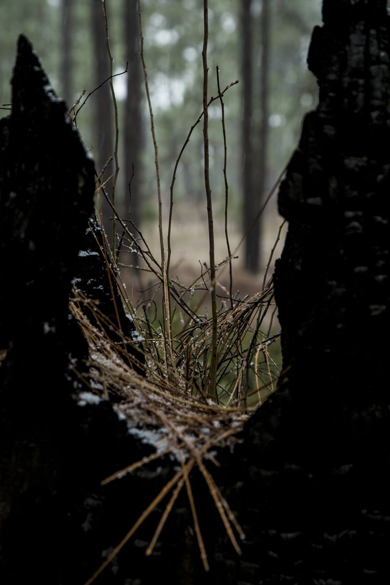 © Gioia Kuss - Image from the Long Leaf Pines (Take my Breath Away) photography project