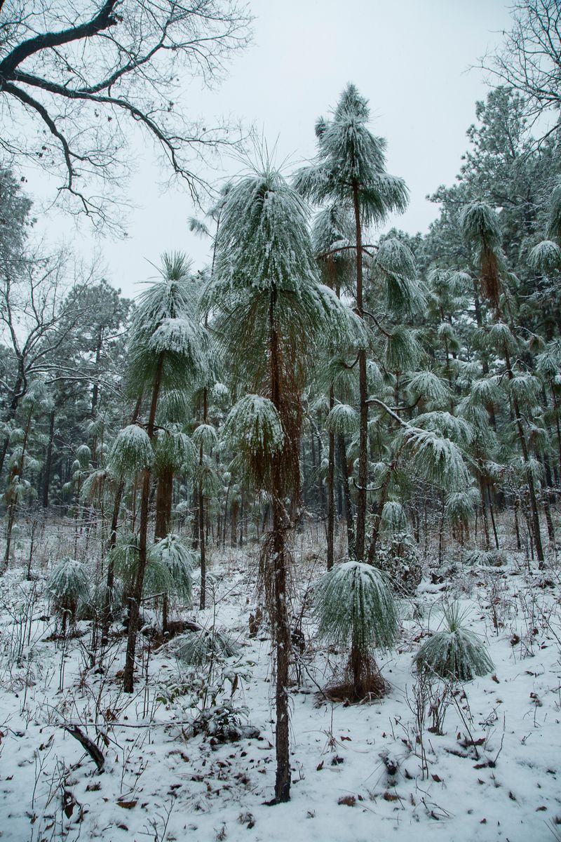 © Gioia Kuss - Image from the Long Leaf Pines (Take my Breath Away) photography project