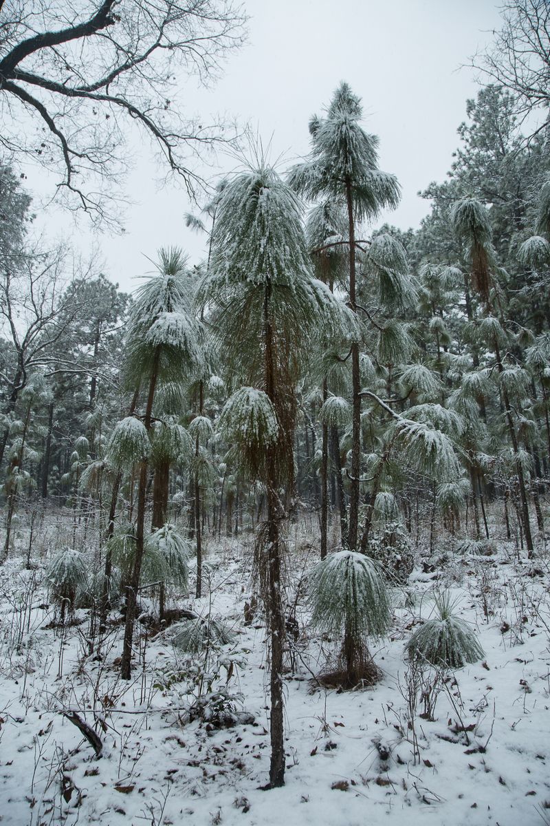 © Gioia Kuss - Image from the Long Leaf Pines (Take my Breath Away) photography project