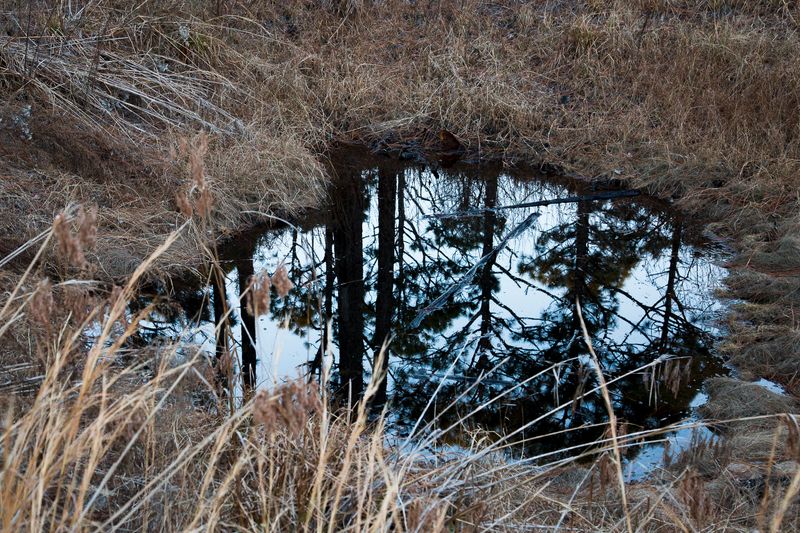 © Gioia Kuss - Image from the Long Leaf Pines (Take my Breath Away) photography project