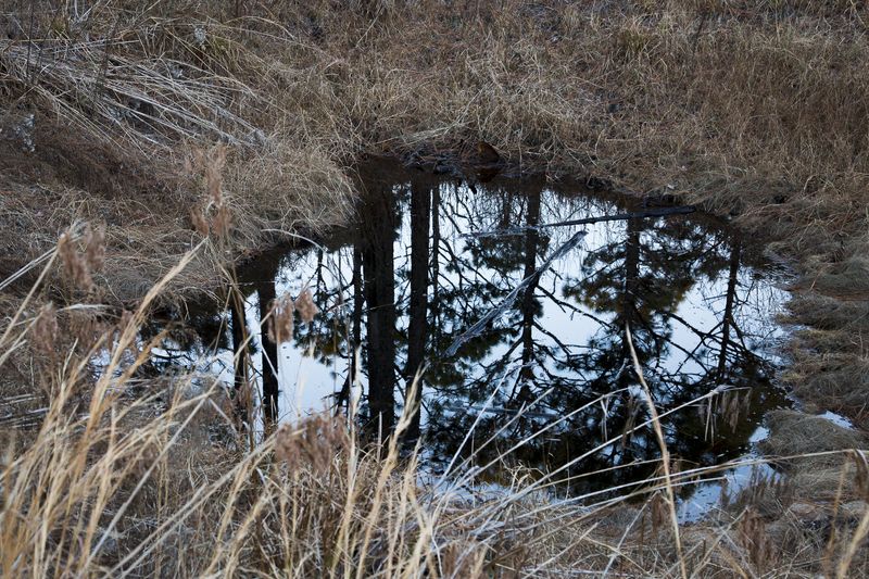 © Gioia Kuss - Image from the Long Leaf Pines (Take my Breath Away) photography project