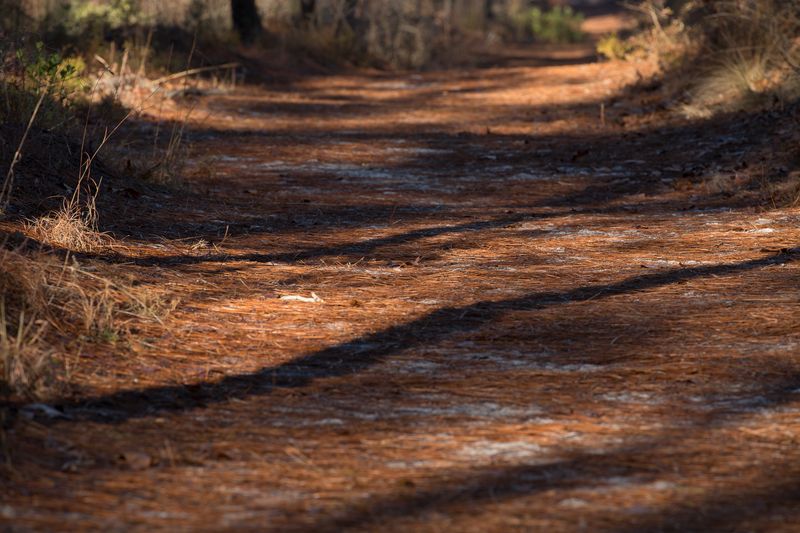 © Gioia Kuss - Image from the Long Leaf Pines (Take my Breath Away) photography project
