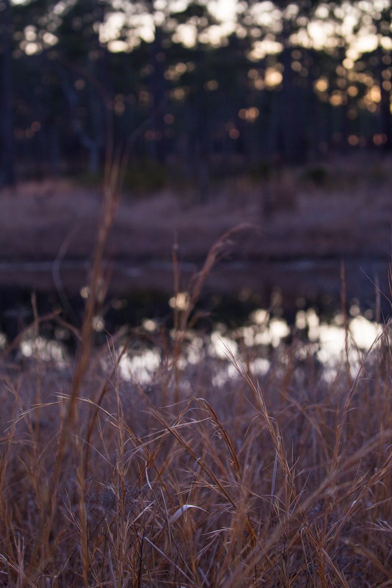 © Gioia Kuss - Reflected light and dark at dusk glows in the forest.