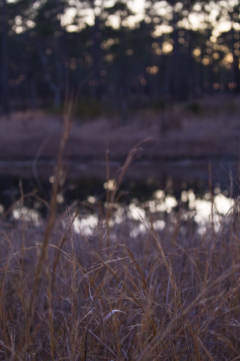 © Gioia Kuss - Reflected light and dark at dusk glows in the forest.