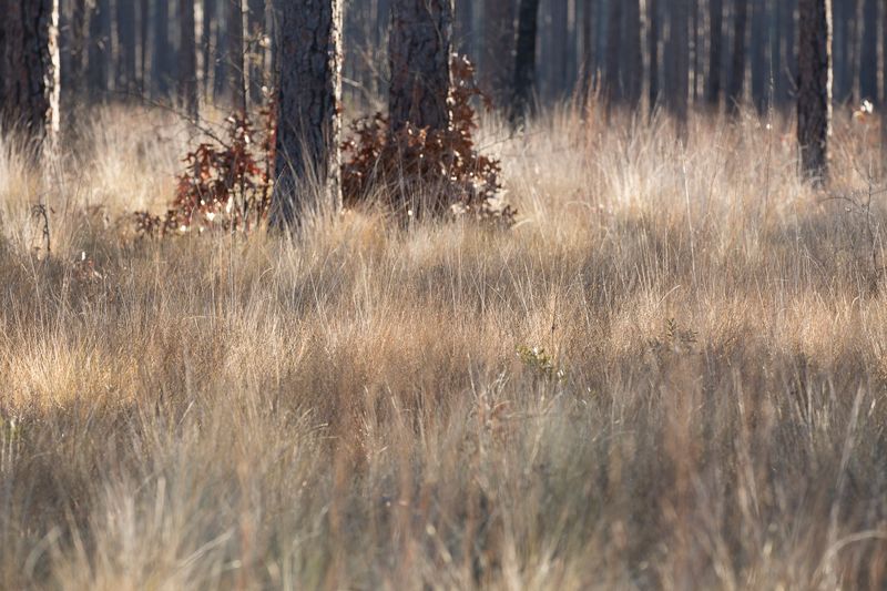 © Gioia Kuss - Image from the Long Leaf Pines (Take my Breath Away) photography project