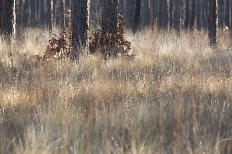 © Gioia Kuss - Image from the Long Leaf Pines (Take my Breath Away) photography project