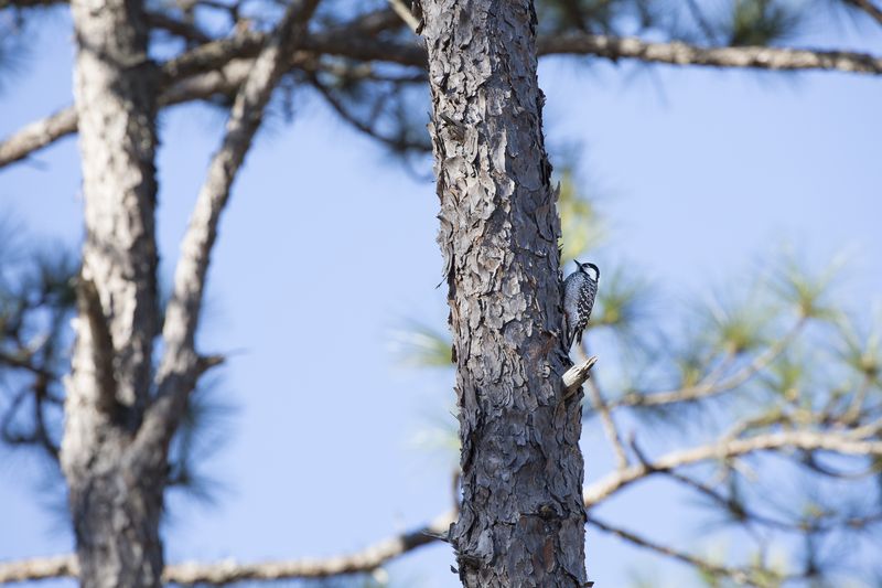 © Gioia Kuss - Image from the Long Leaf Pines (Take my Breath Away) photography project
