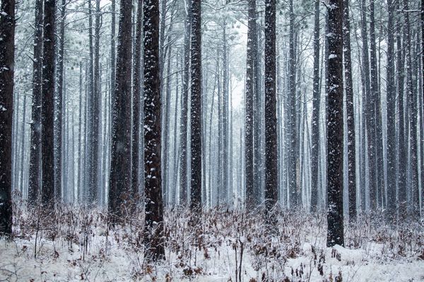 © Gioia Kuss - Image from the Long Leaf Pines (Take my Breath Away) photography project