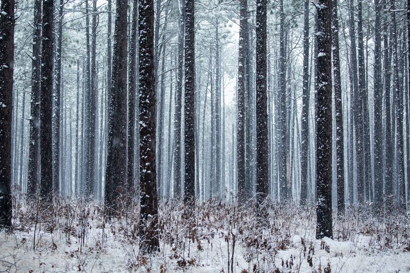 © Gioia Kuss - Image from the Long Leaf Pines (Take my Breath Away) photography project