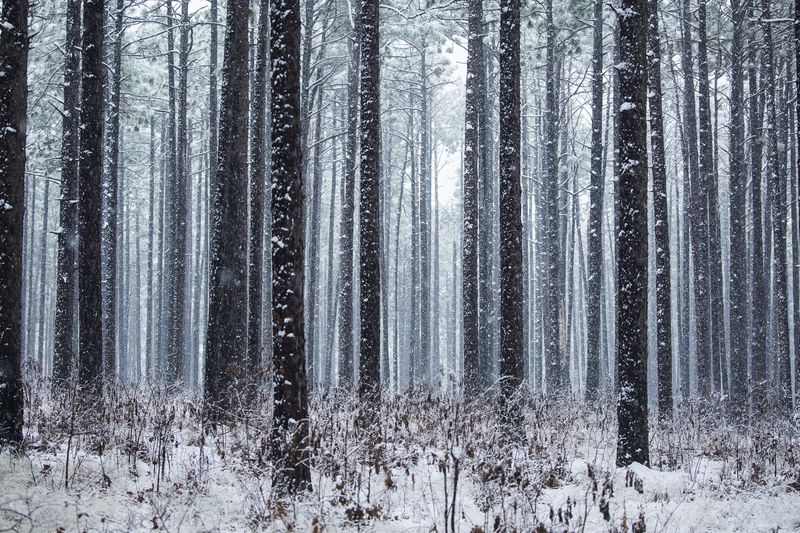 © Gioia Kuss - Image from the Long Leaf Pines (Take my Breath Away) photography project