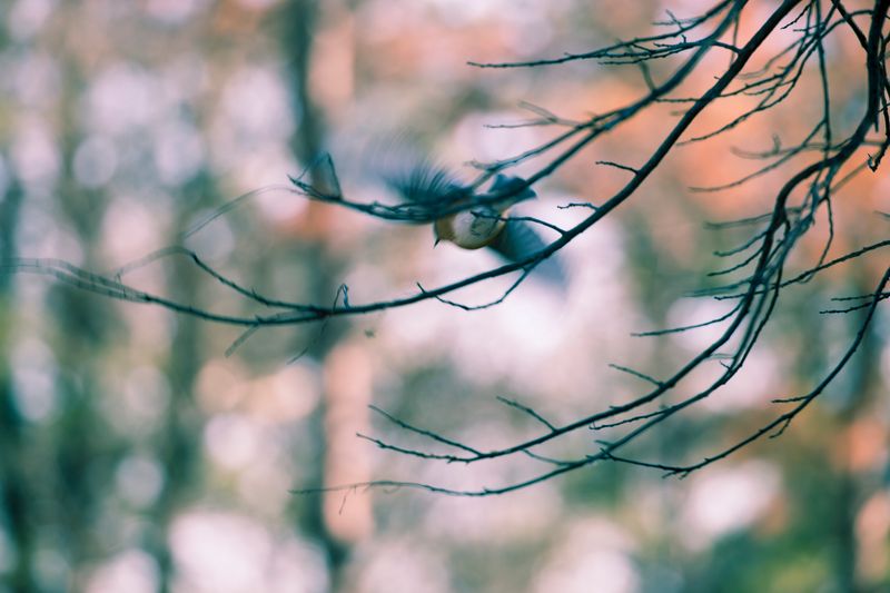 © Gioia Kuss - Image from the Long Leaf Pines (Take my Breath Away) photography project